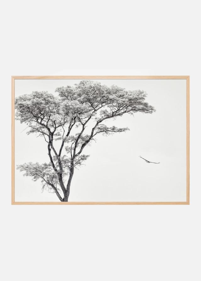 the African eagle Plakat