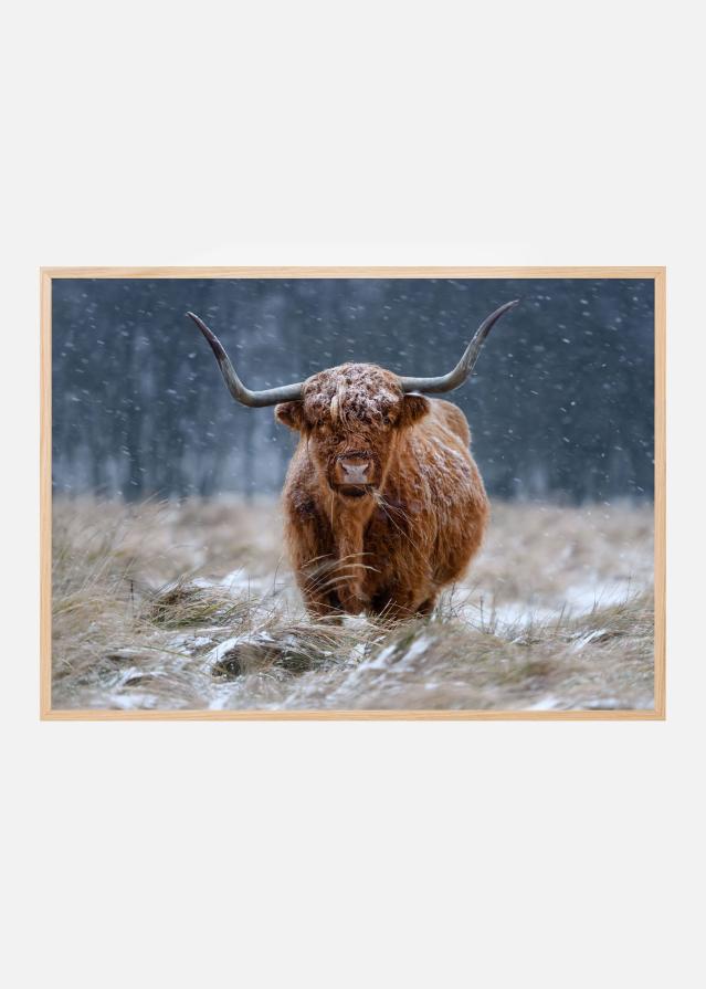 Snowy Highland cow Plakat
