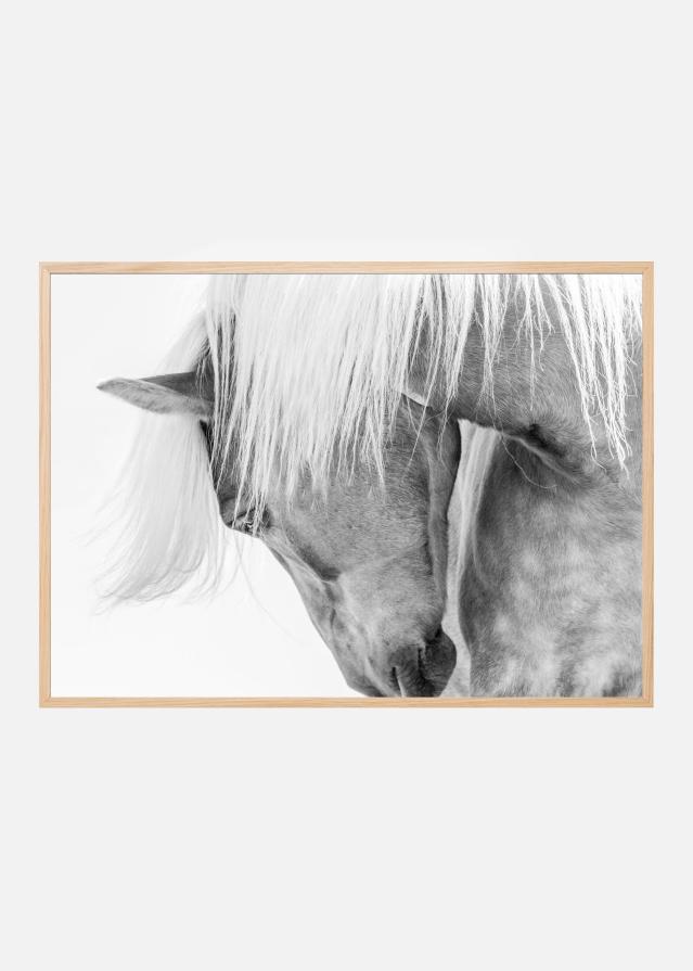 Halflinger Portrait Plakat