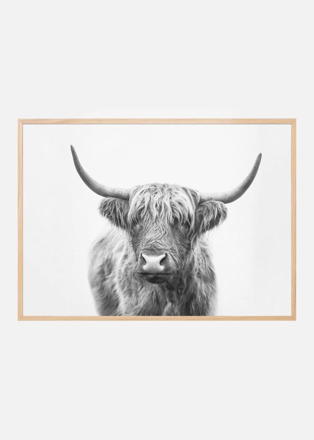 Highland Bull Plakat