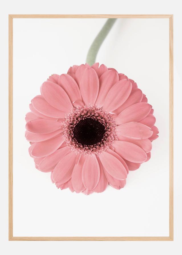 Pink Gerbera II Plakat