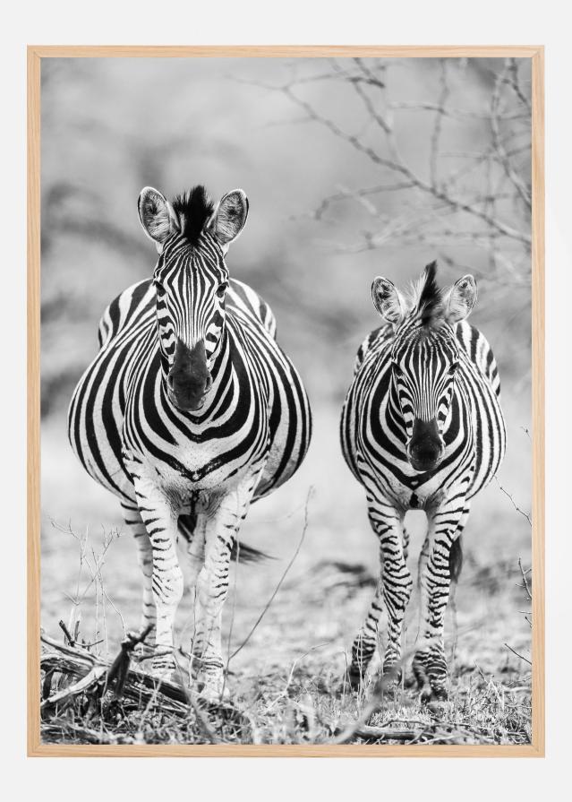 Striped Horse Front On Plakat