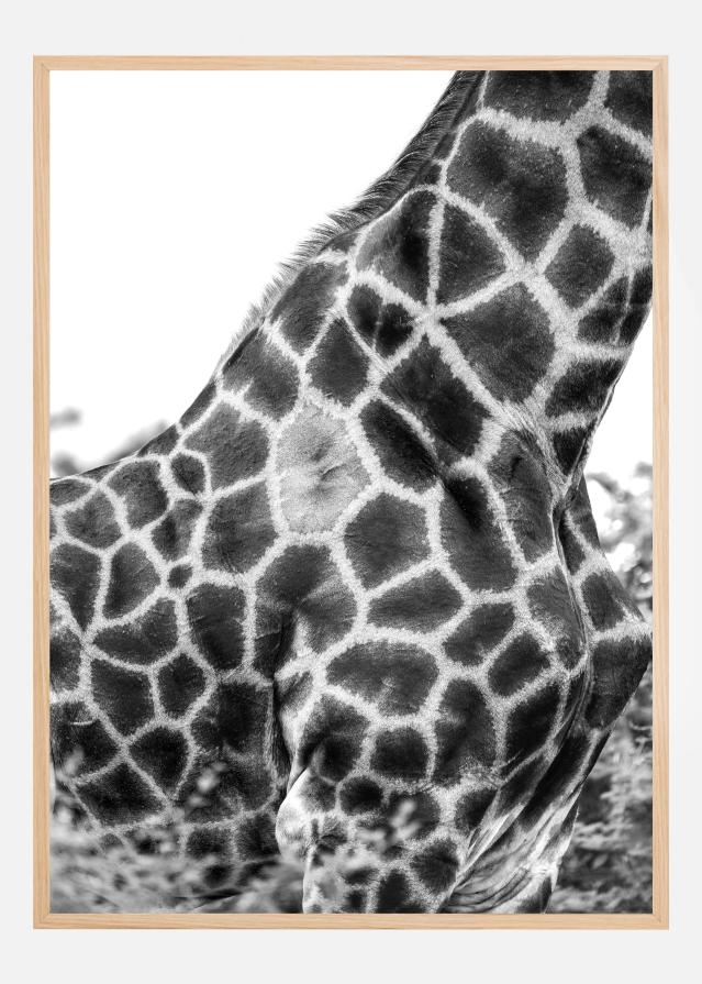 Super Safari No3 Plakat