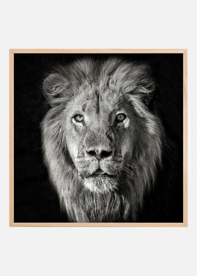 Lion Portrait- Panthera Leo Plakat