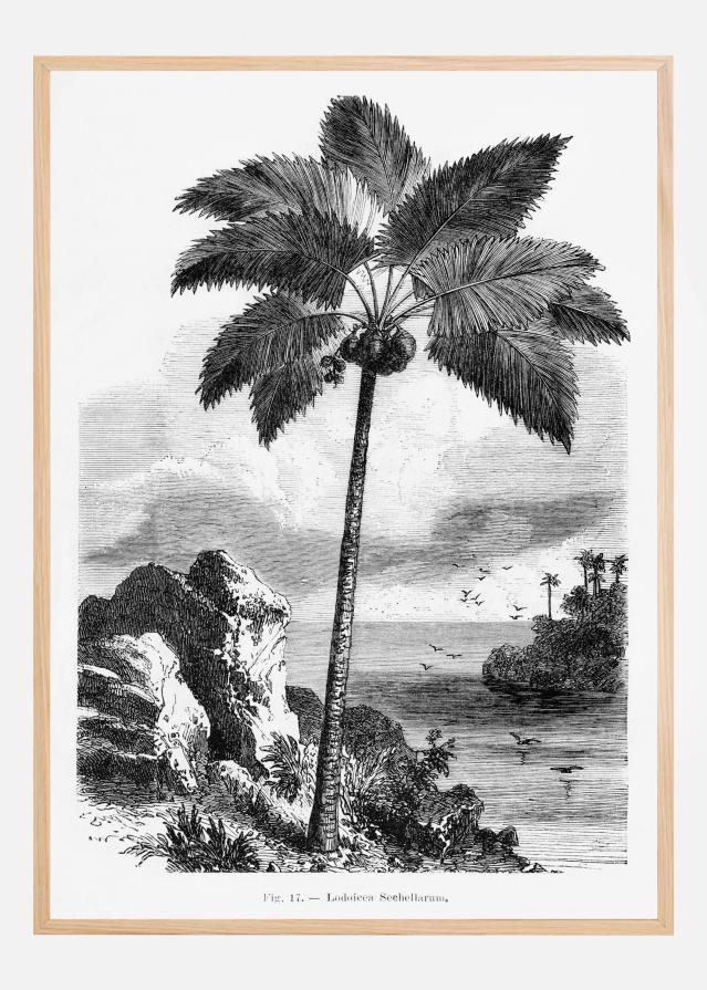 Vintage Palm Tree Drawing I Plakat