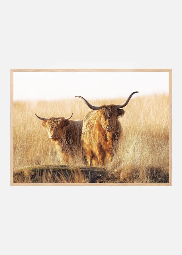 Young and old Highlander Plakat