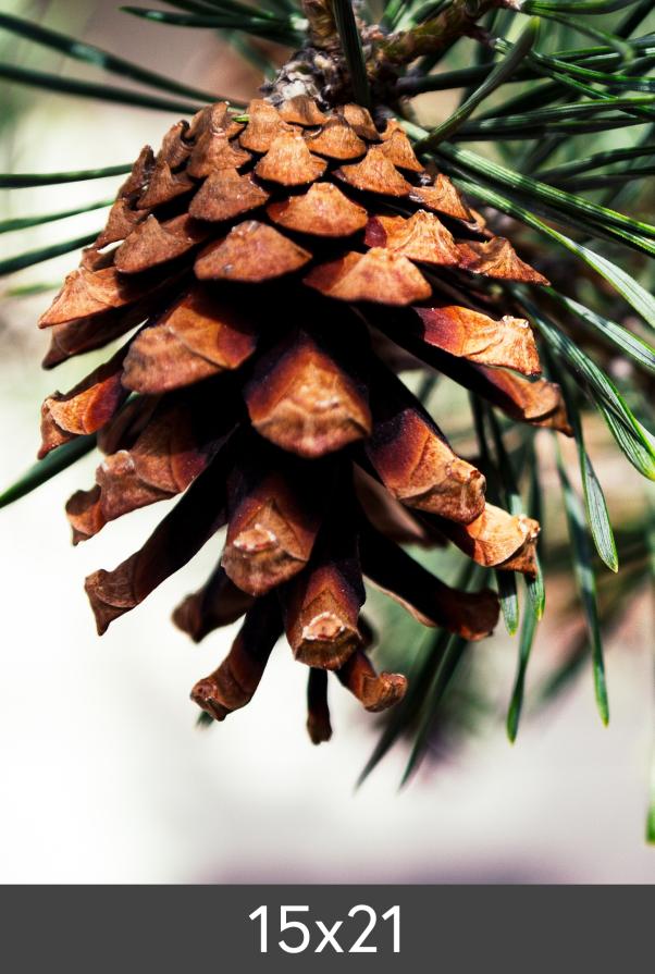 Powiększenie FineArt Bamboo 290 g