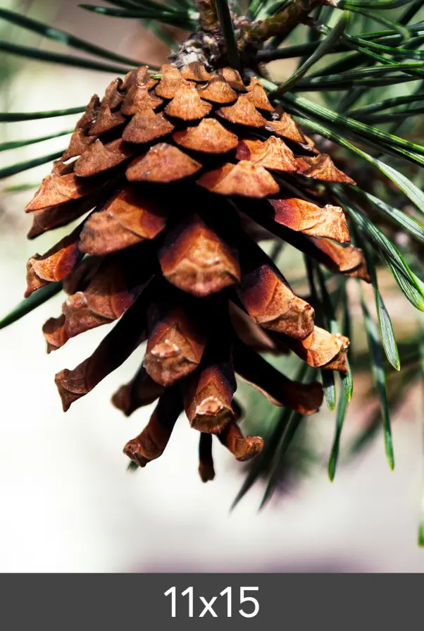 Powiększenie FineArt Bamboo 290 g