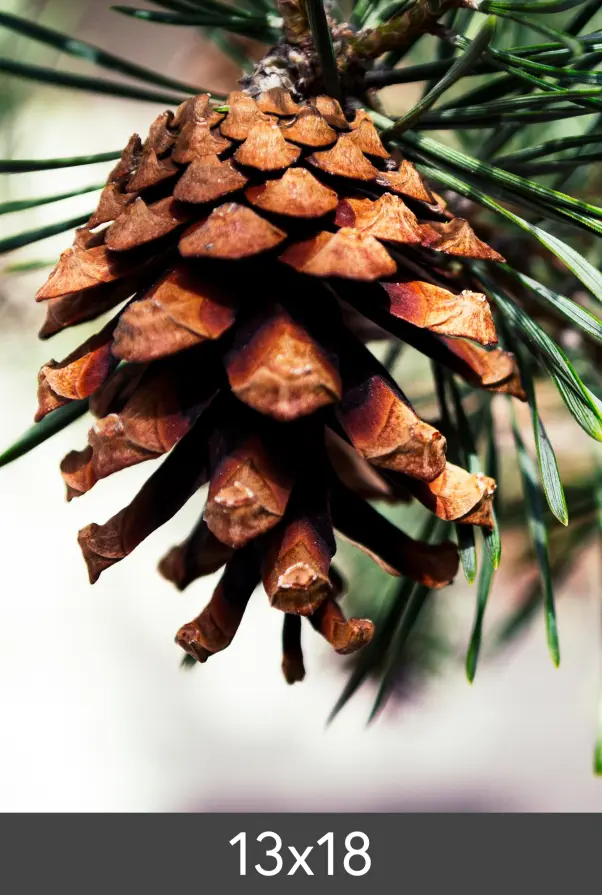 Powiększenie FineArt Bamboo 290 g