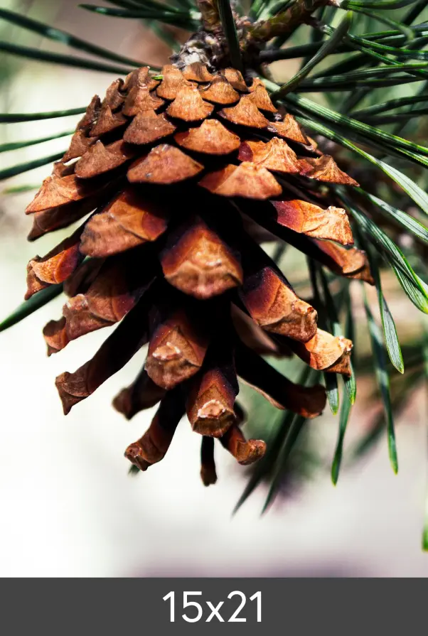 Powiększenie FineArt Bamboo 290 g