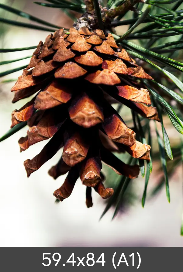 Powiększenie FineArt Bamboo 290 g