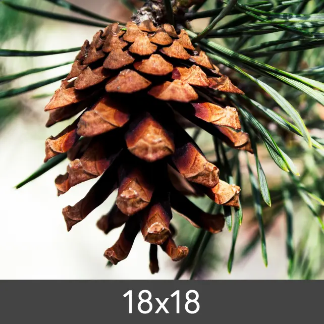 Powiększenie FineArt Bamboo 290 g