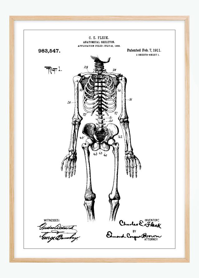 Rysunek patentowy - Anatomiczny szkielet w Plakat