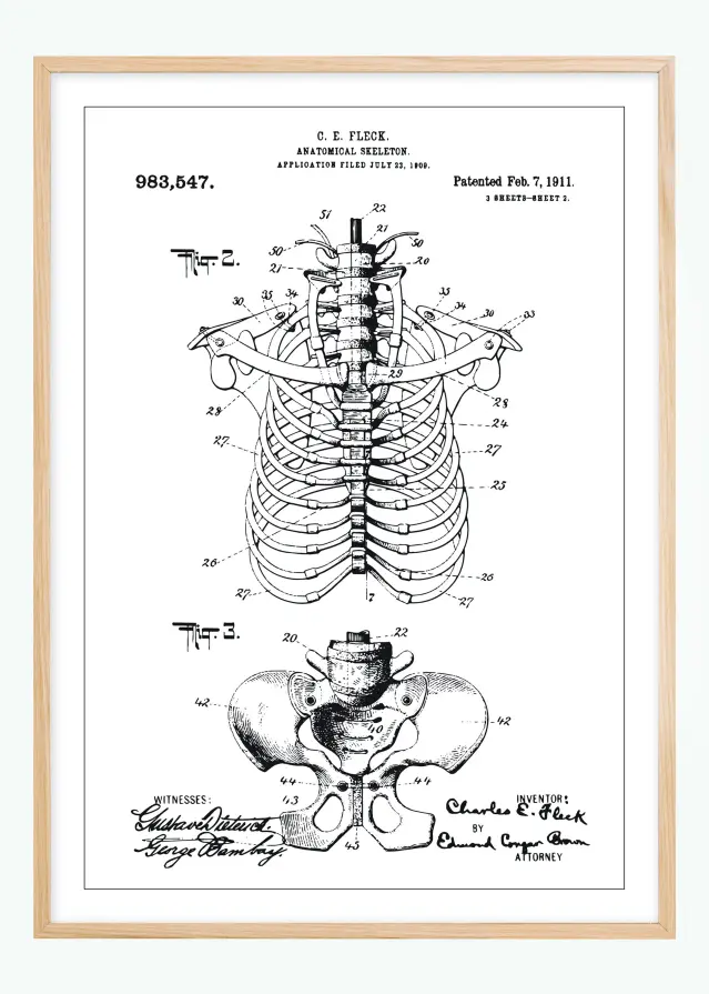 Rysunek patentowy - Anatomiczny szkielet II Plakat